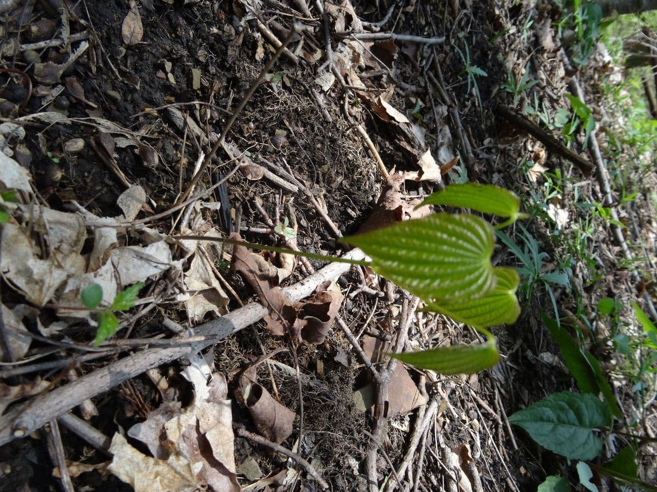 Dioscorea villosa 22