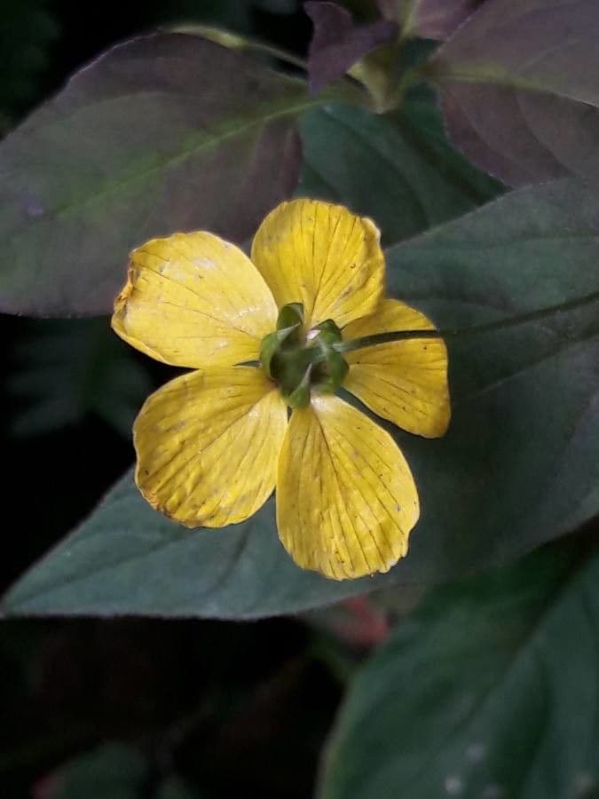 Lisimachia ciliata 8