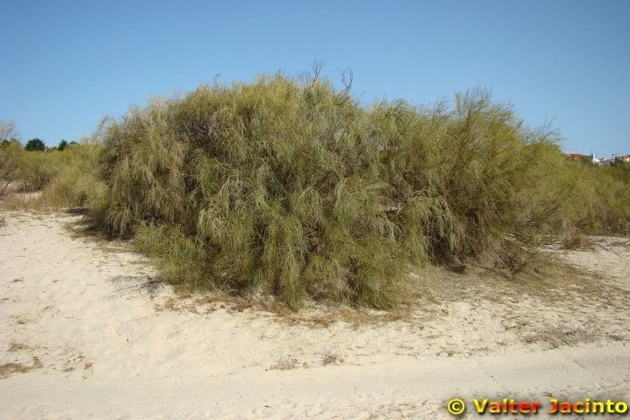 Rhamnus 11