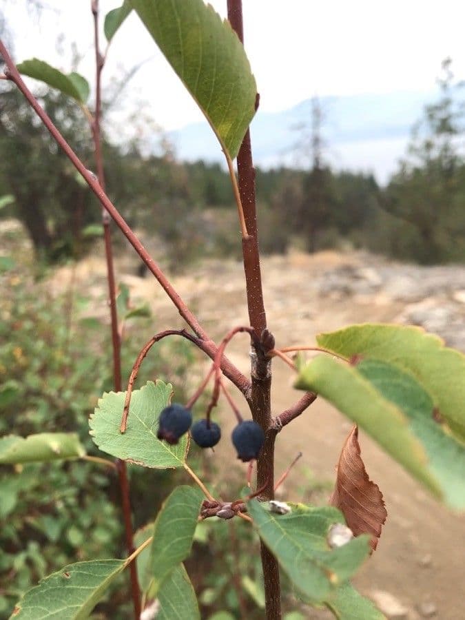 Amelanchier 20