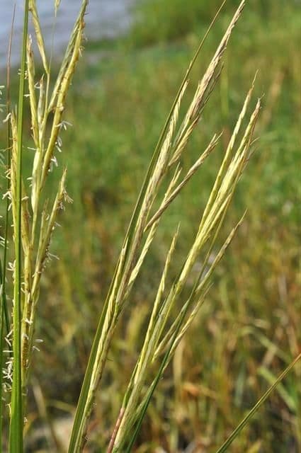 Smooth cordgrass 4