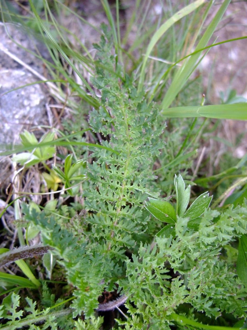 Pedicularis tuberosa 16