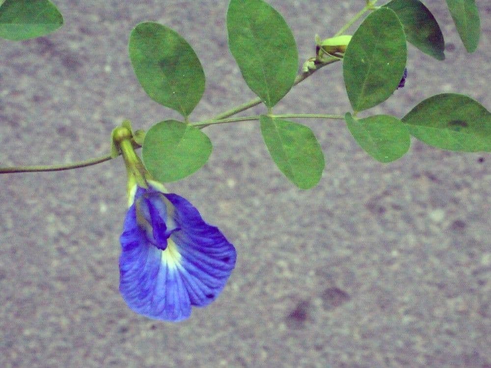 Clitoria ternatea 29