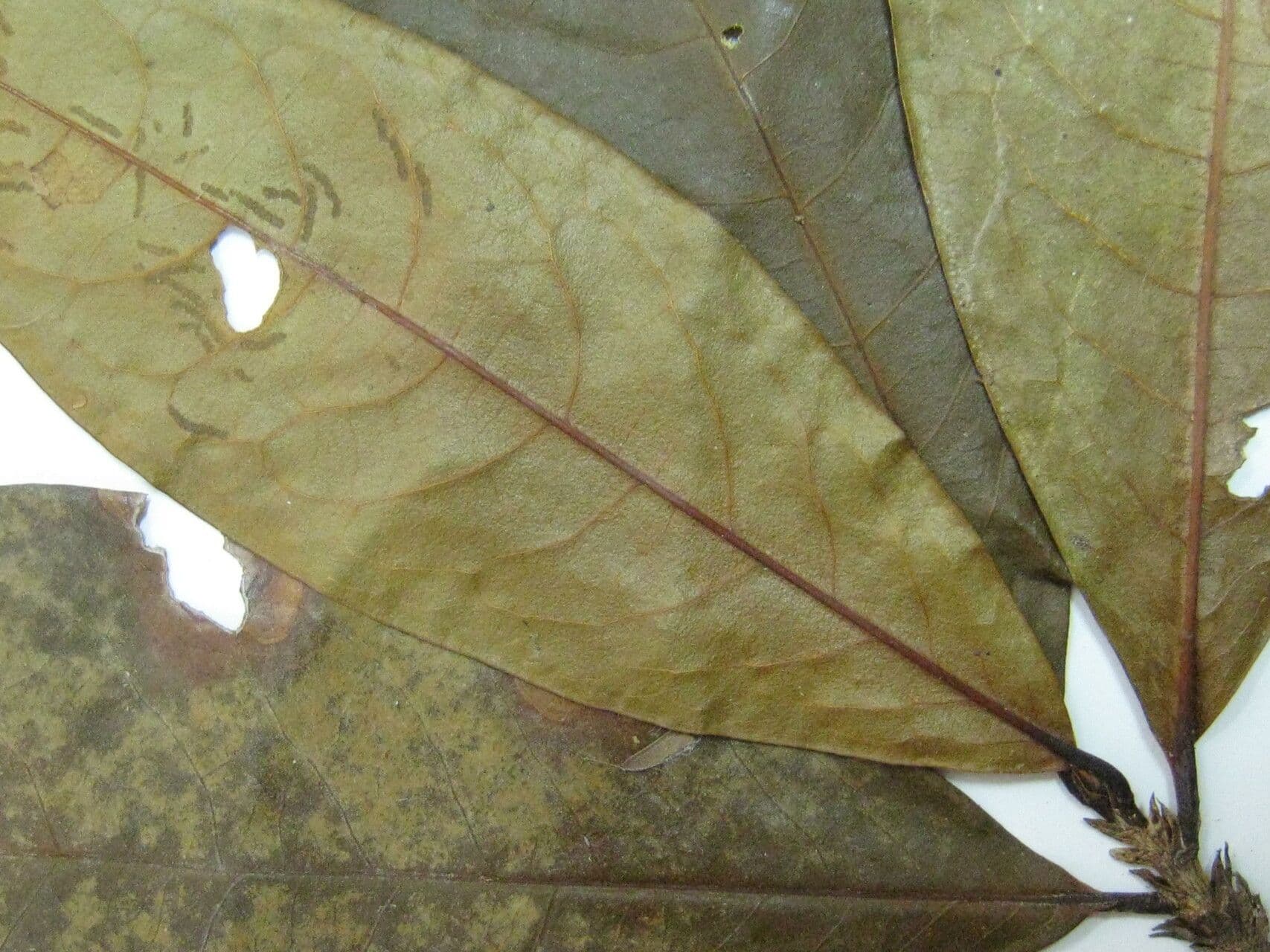Erythroxylum 6