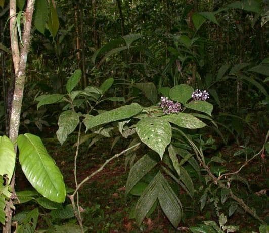 Palicourea 7