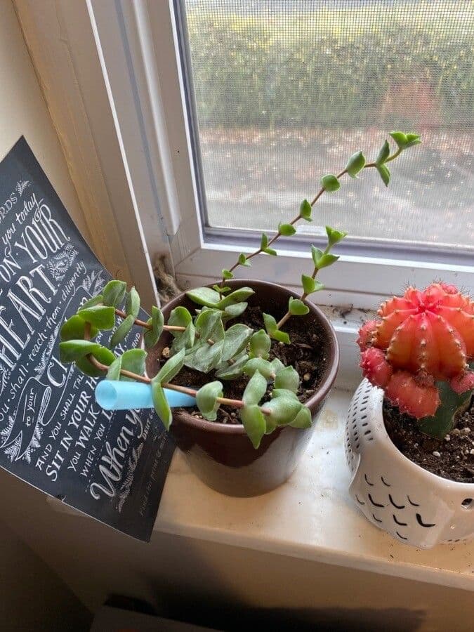 Crassula perforata 10