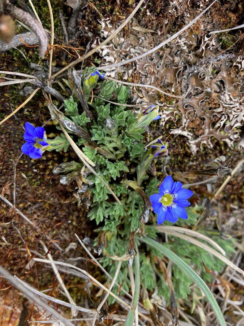 Genziana sedifolia 7