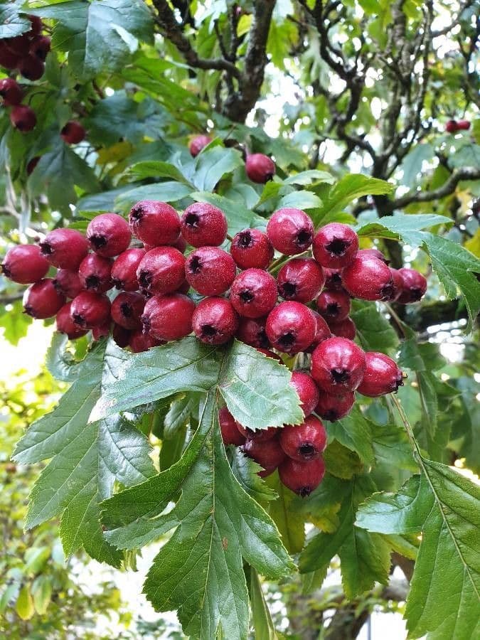 Jarabina brekyňová