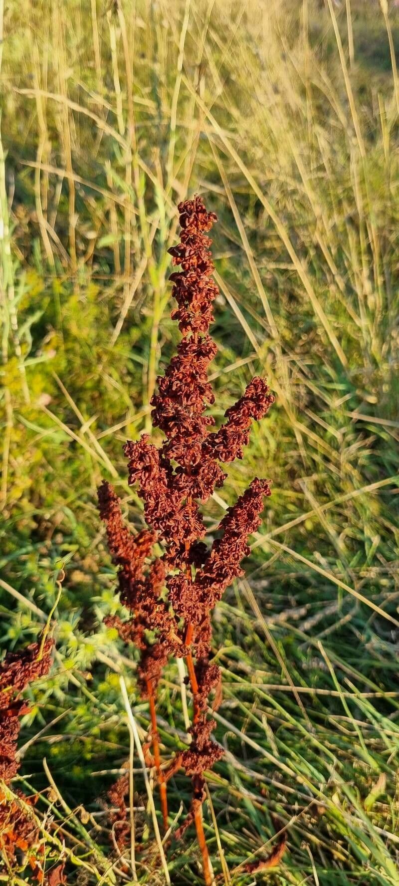Rumex pseudonatronatus 2
