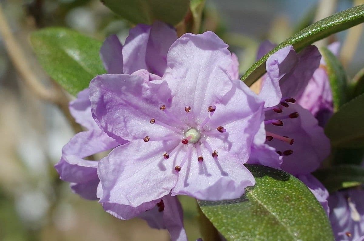 Rododendro 4
