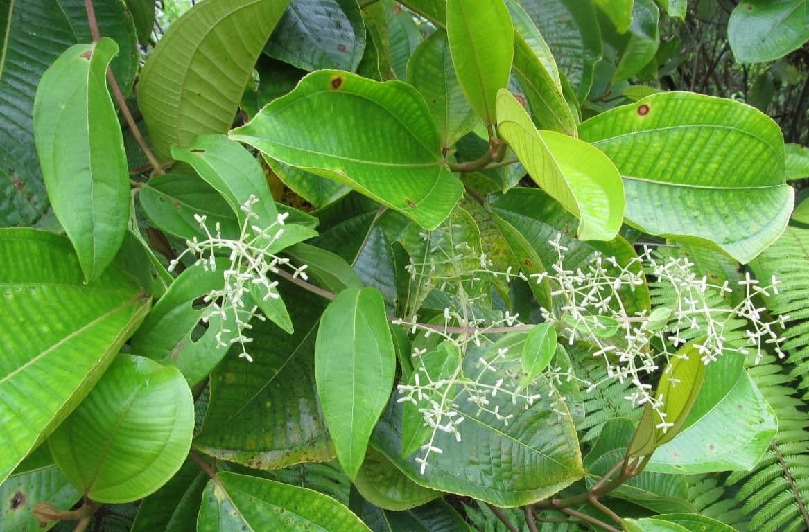Mikania silvatica 2
