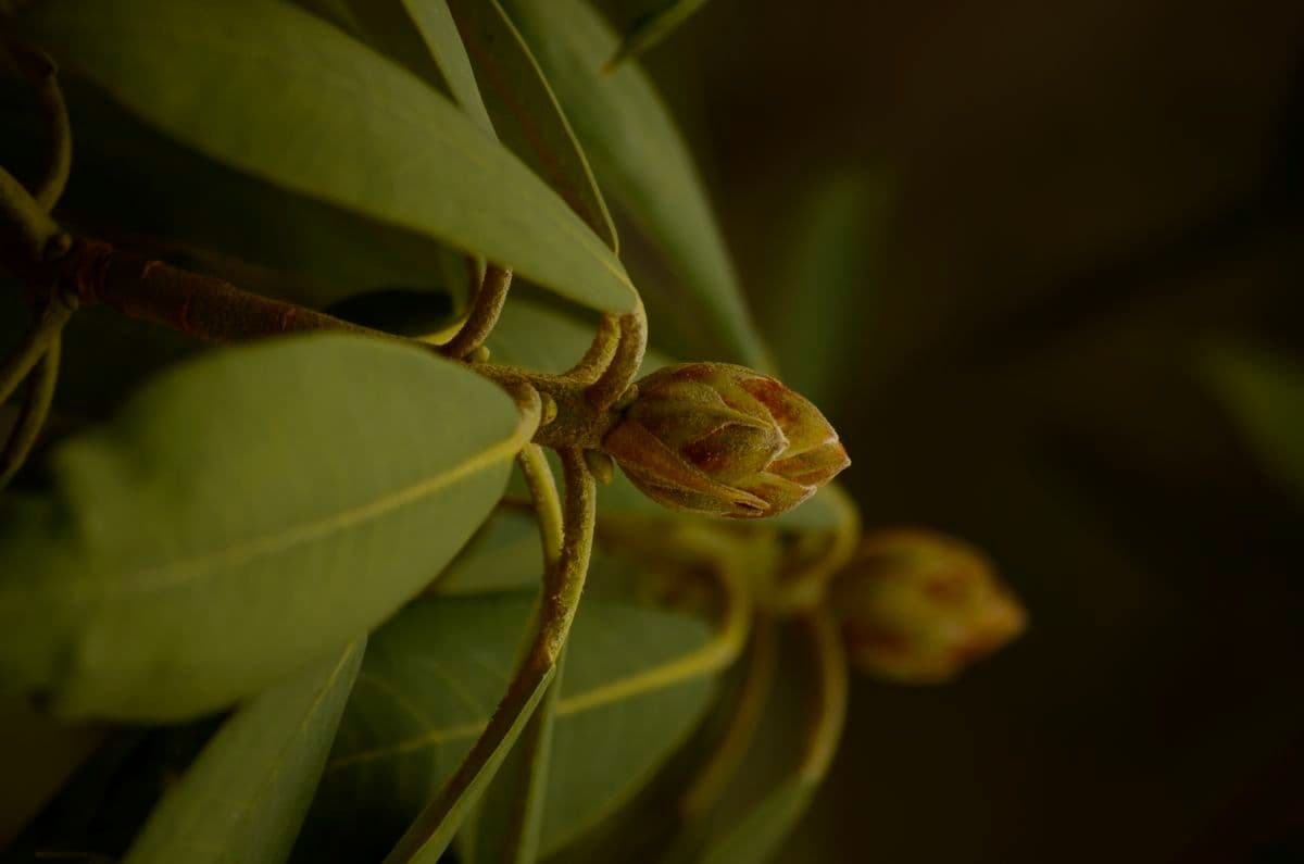 Rododendro 10