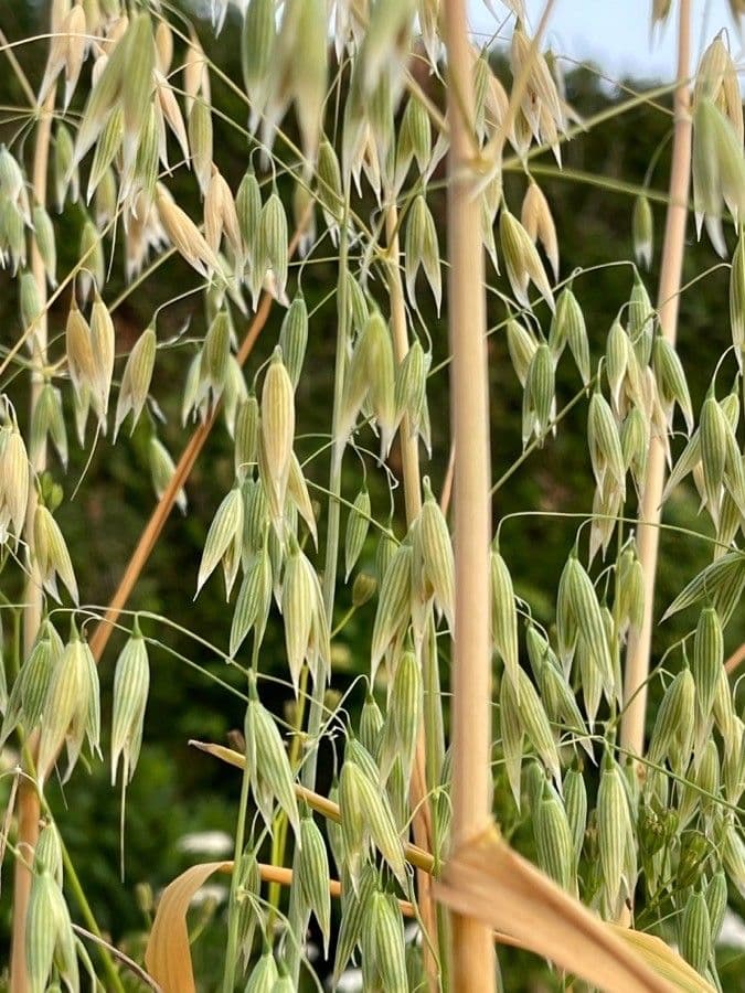 Avena 30