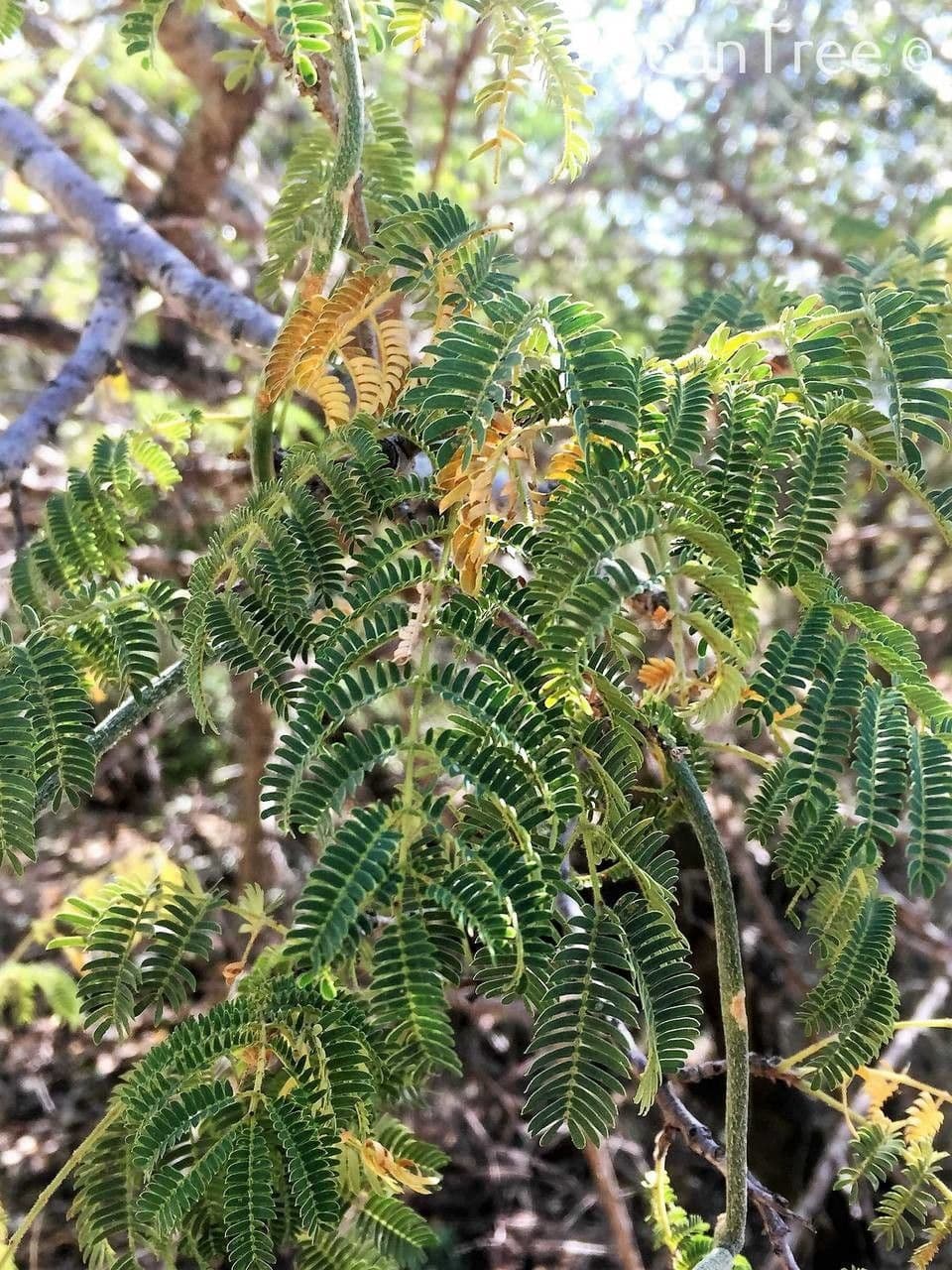 Albizia 9