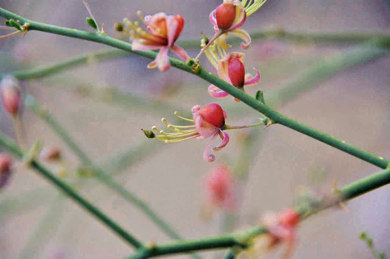 Kaperstrauch 9