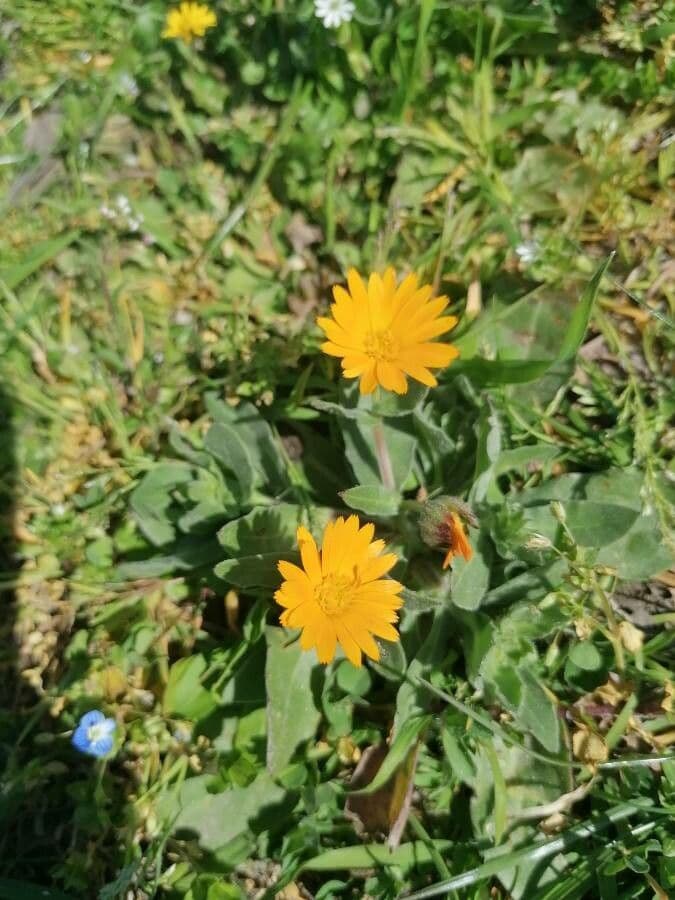 Acker-Ringelblume 12