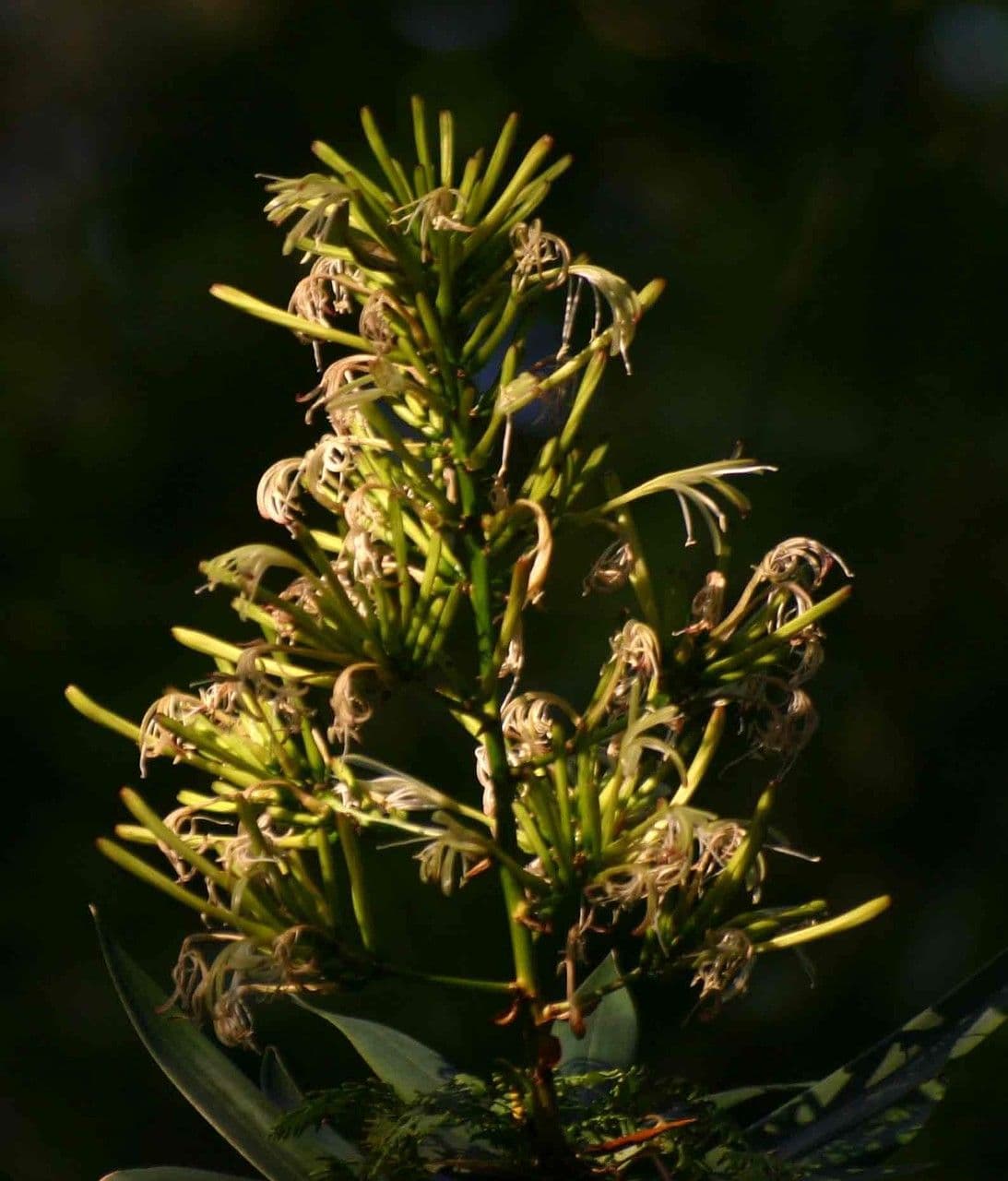 Dracena 4