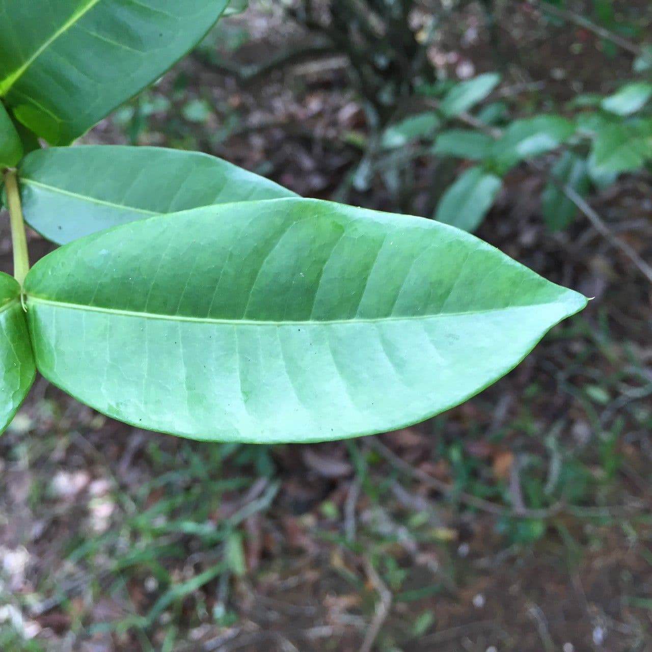 Ixora 9