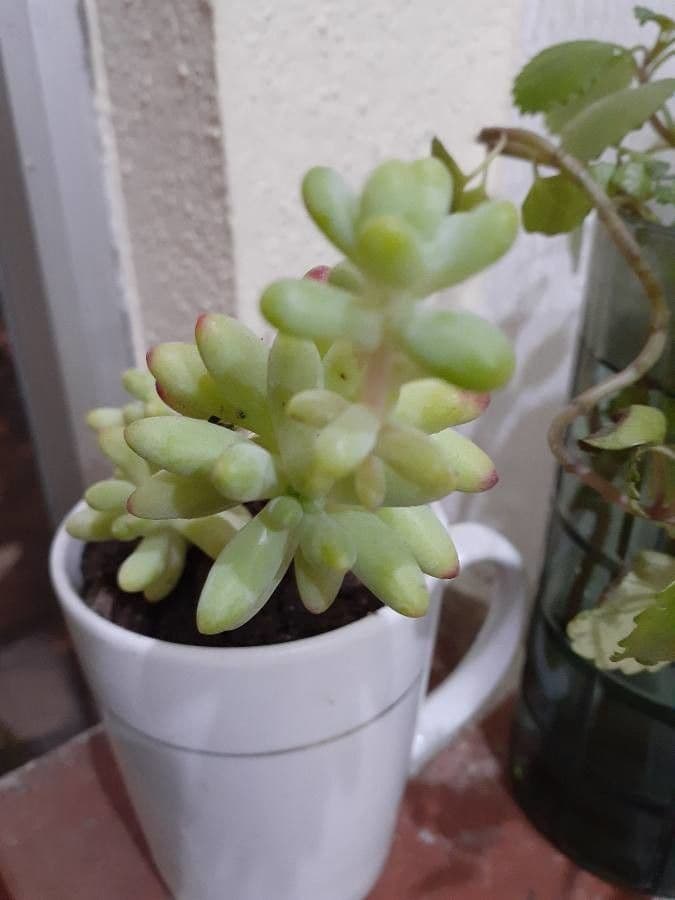 Sedum 7