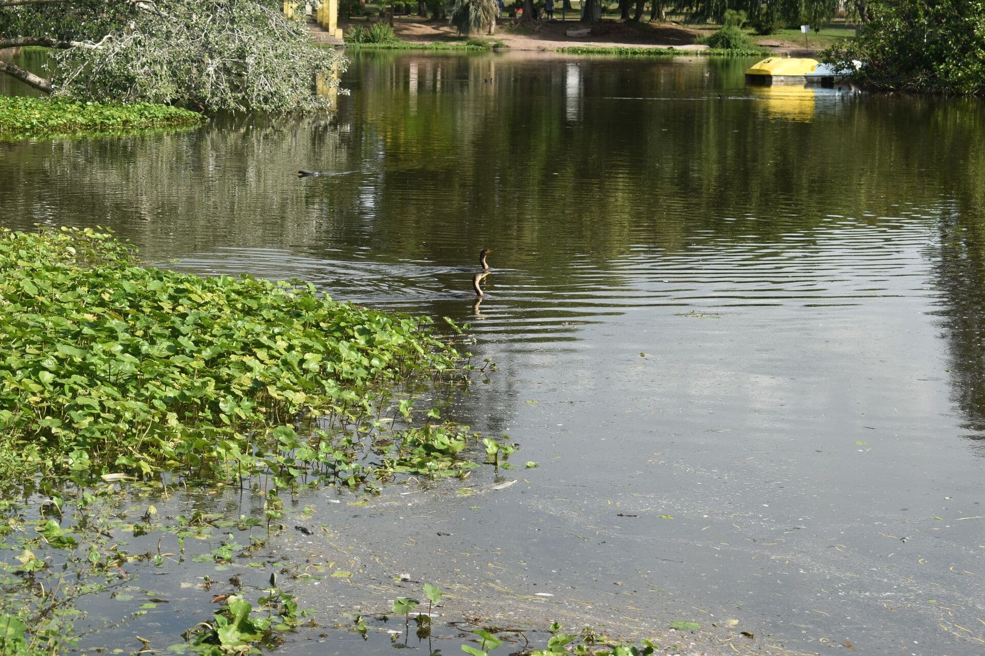 Hydrocotyle bonariensis 17