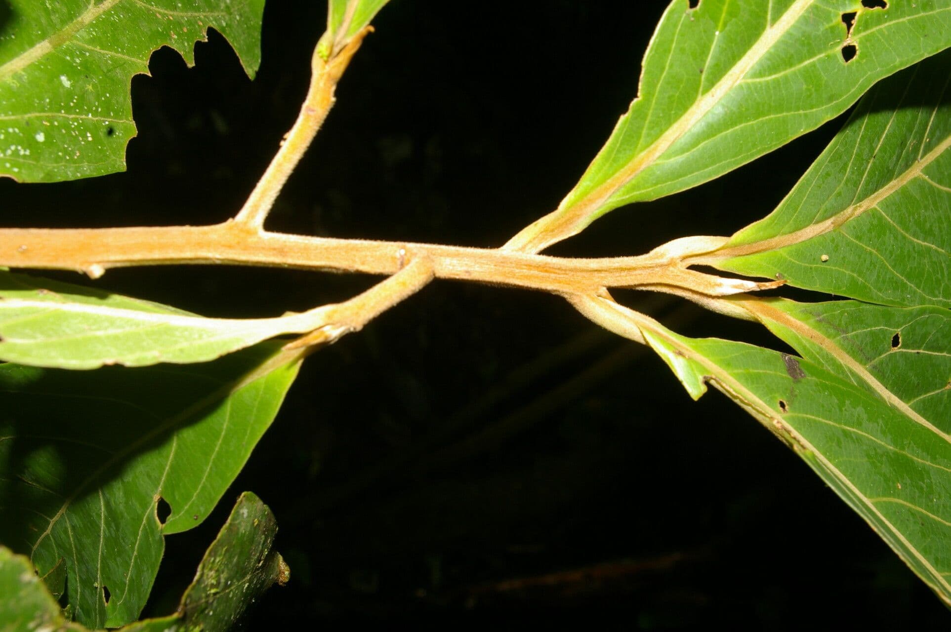 Ocotea 6
