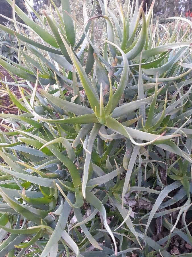 Zaun-Aloe 2