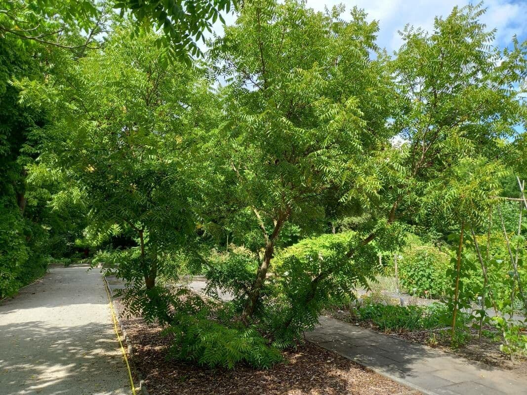 Platycarya strobilacea 12