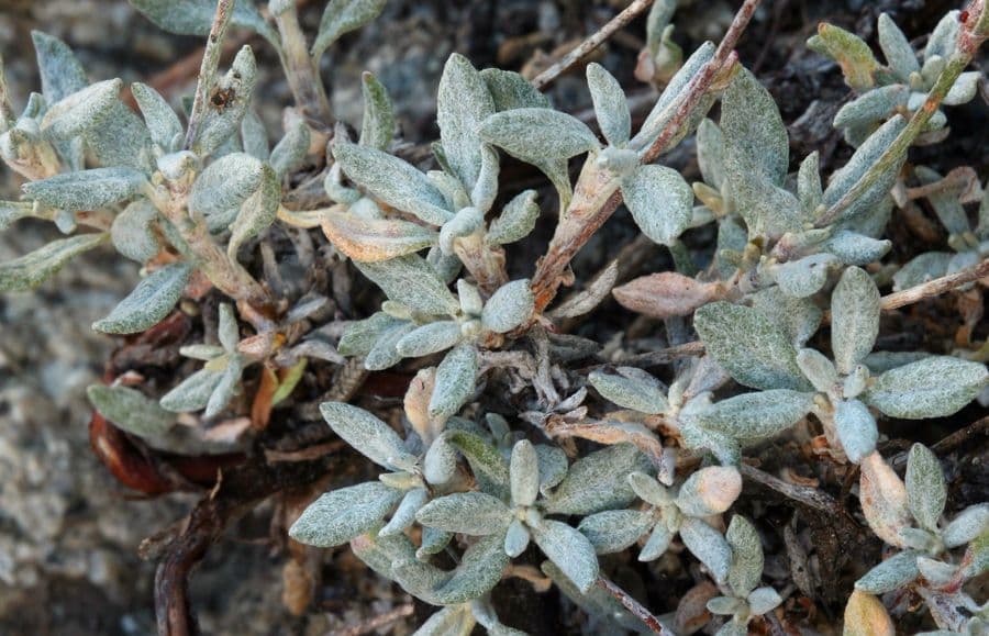 Eriogonum Wrightii 12