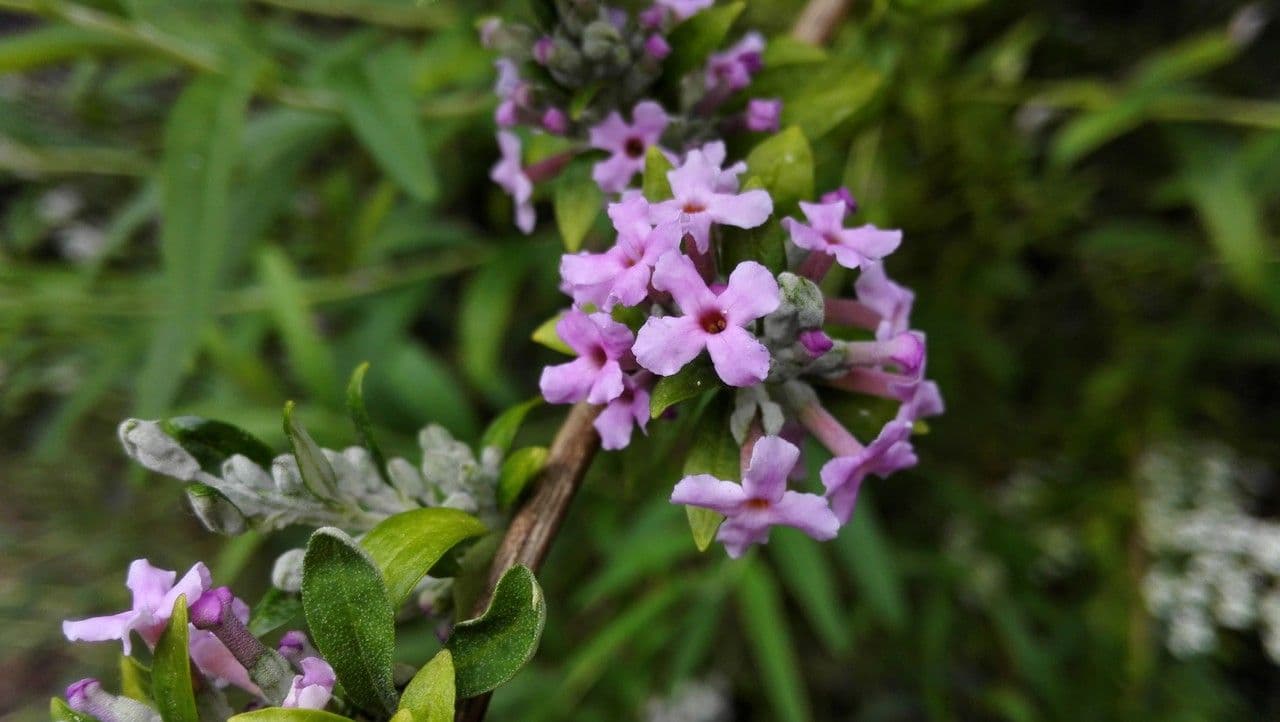 Buddleja 3
