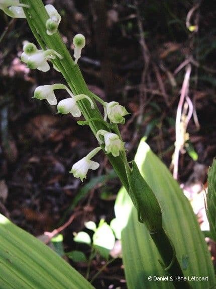 Calanthe di Balansa 2