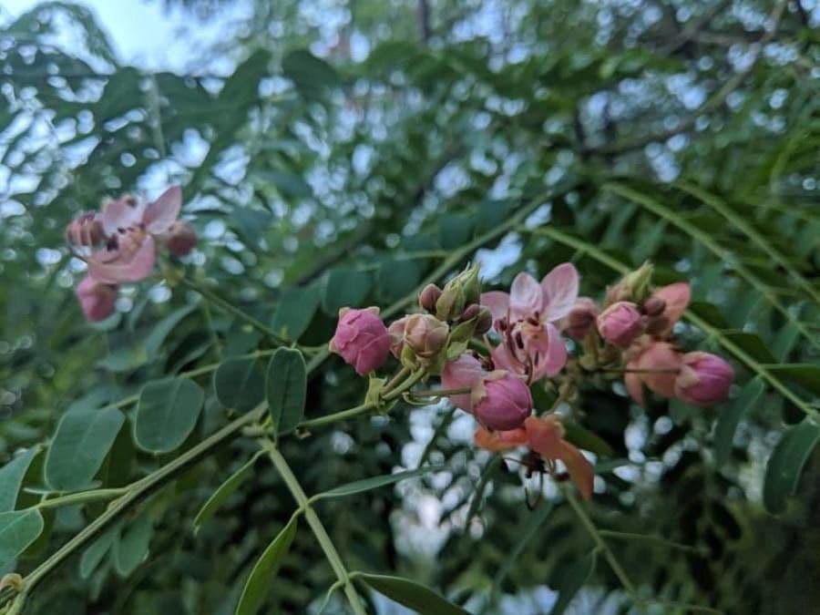 Senna Roxburgha 5
