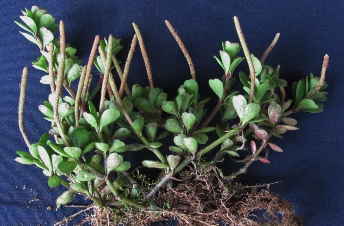 Peperomia 3