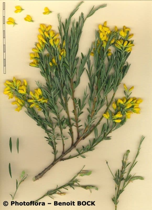 Ginestra 28