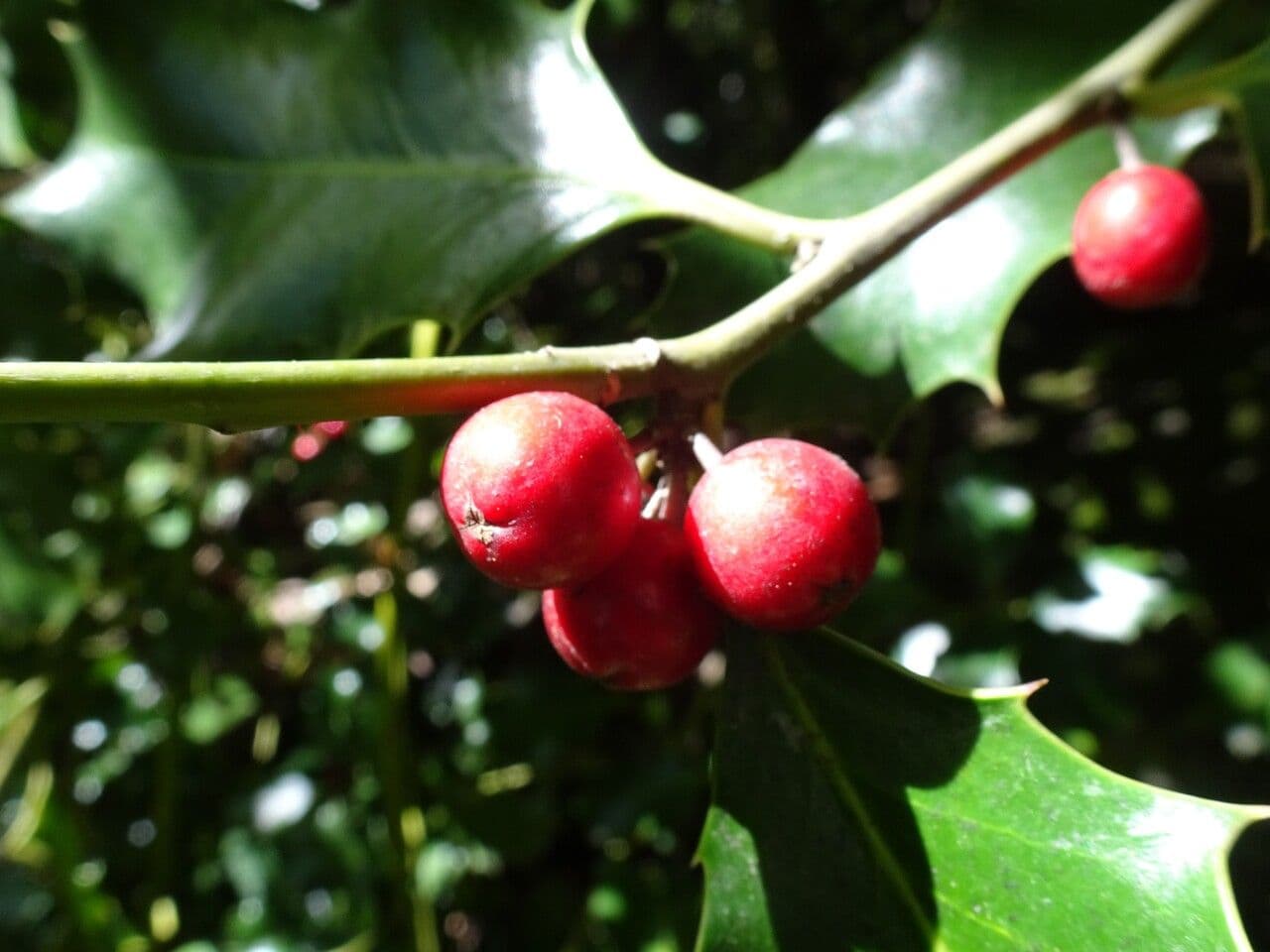 Acebo
