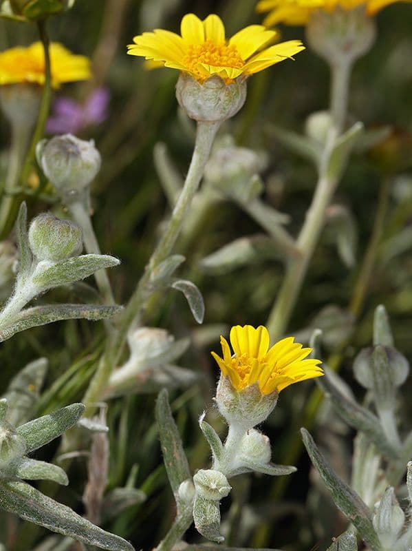 Monolopia lanceolata