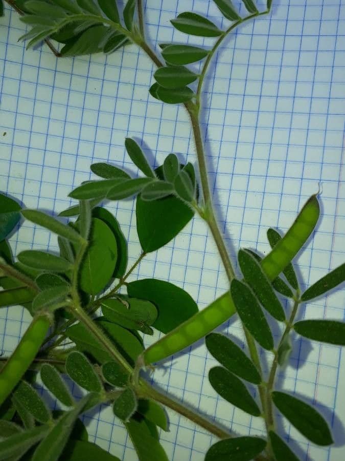 Tephrosie cendrée