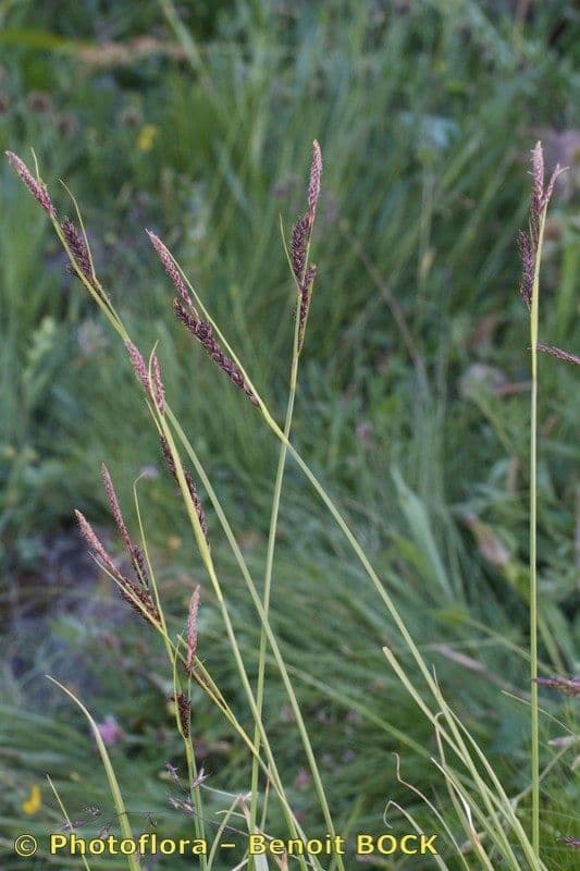 Fransensegge 11