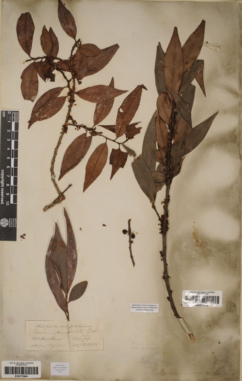 Myrsine semiserrata 8