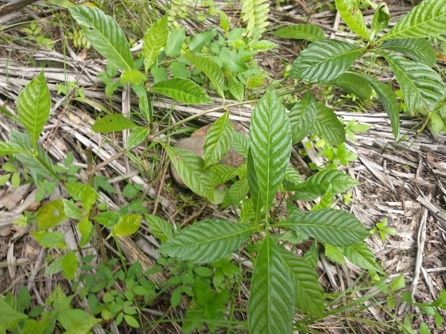 Psychotria nervosa 23