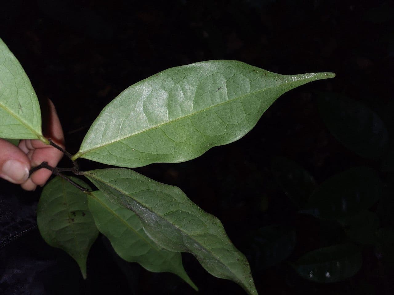 Oxandra 6
