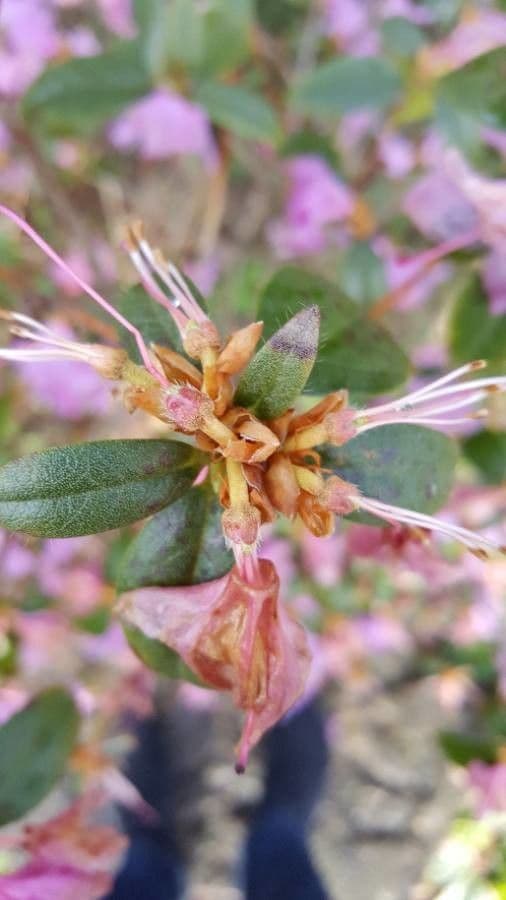 Rhododendron 3