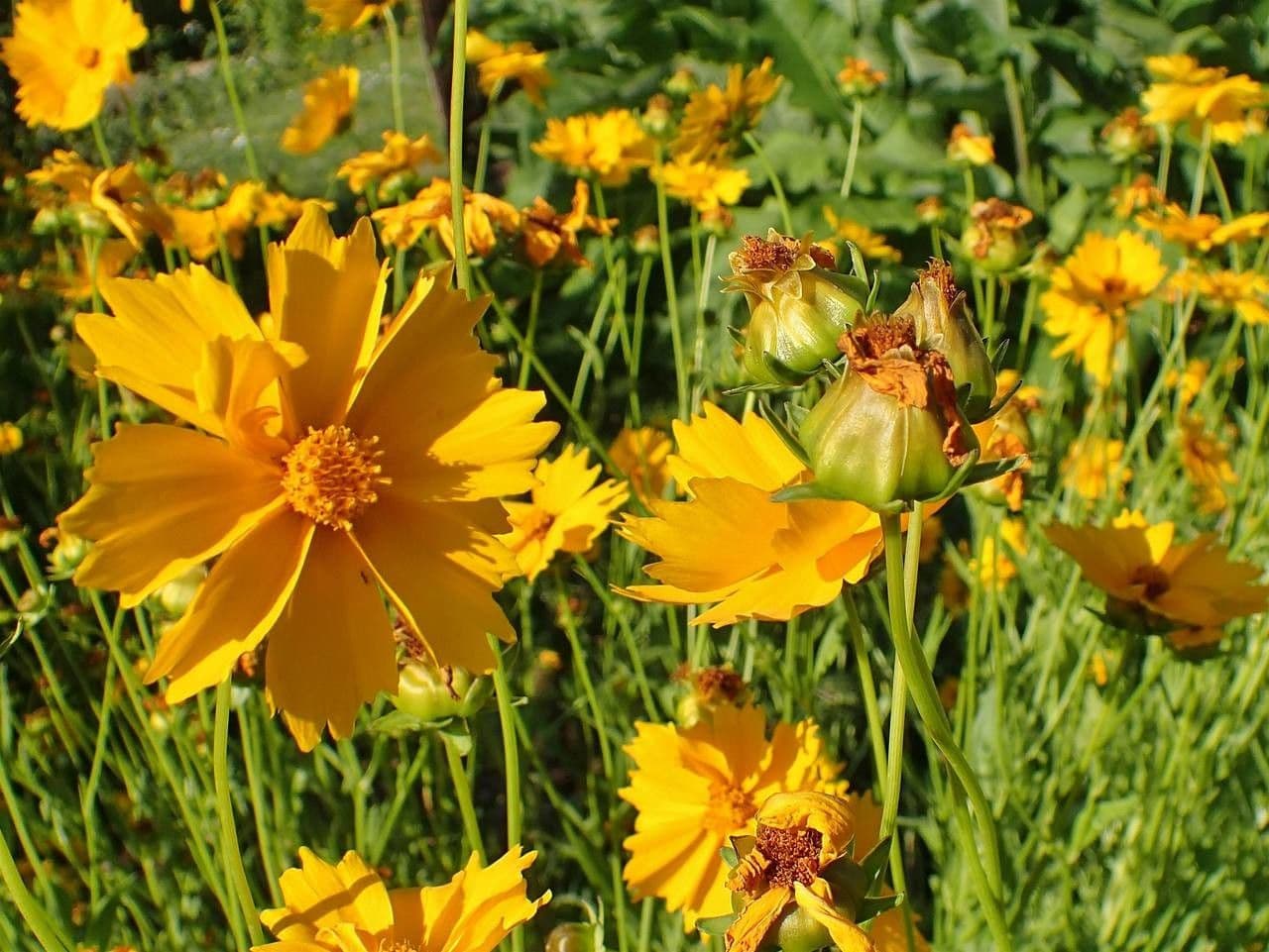 Coreopsis lanceolata 11