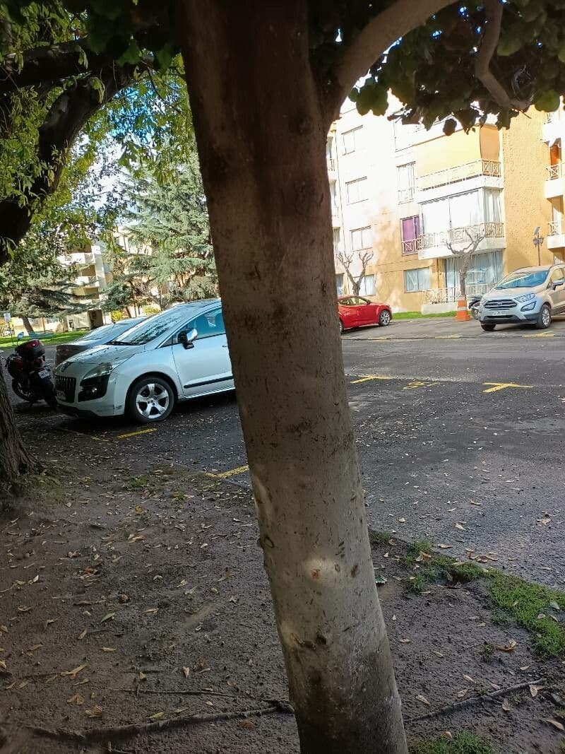 Bellota 9