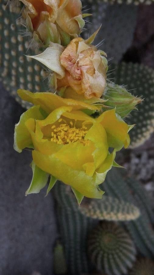 Nopal 10