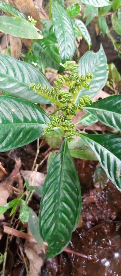 Ophiorrhiza mungos