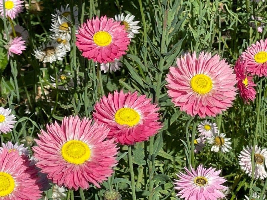 Sonnenstrahl