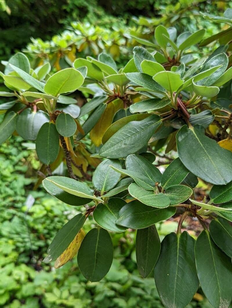 Rododendron Bureava 14
