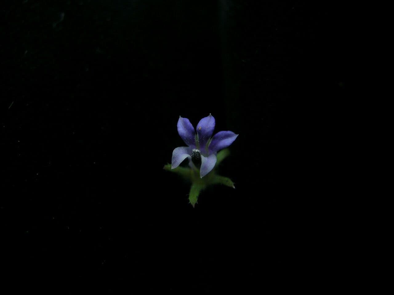 Lobelia di Ceylon 4