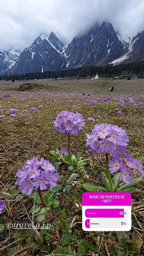 Primula denticolata