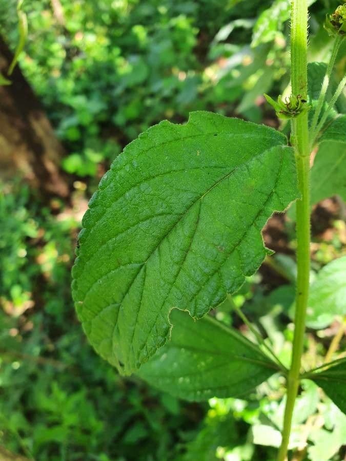 Lippia 7